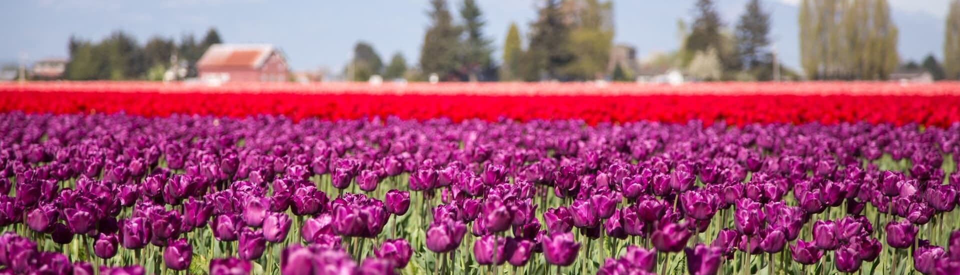 A vibrant field of purple and red tulips under a clear blue sky.
