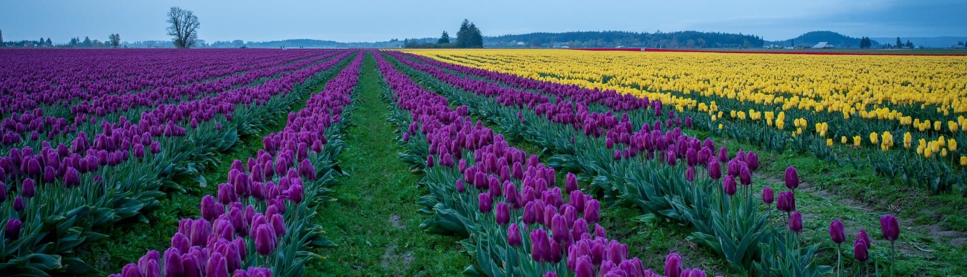 A vibrant field of purple and yellow tulips stretches into the distance under a cloudy sky.