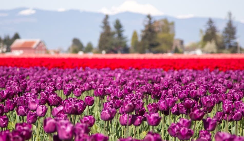 A vibrant field of purple and red tulips with mountains in the background.